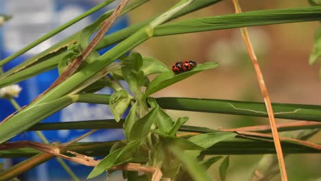 ladybug walking -red dots