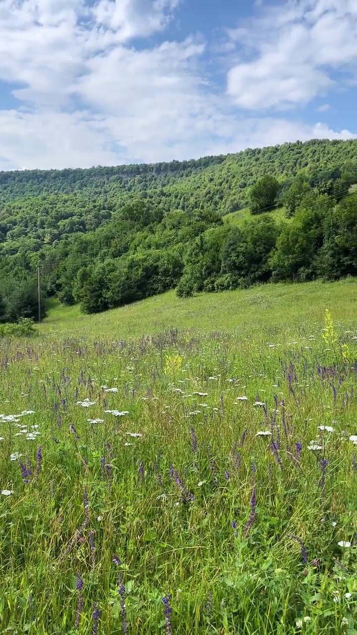 Paesaggio di prato in pineta e pascolo nella campagna della Georgia, Caucaso. Trekking, escursioni, natura panoramica, montagna, altopiano primaverile, cielo, scenari all'aperto, viaggio, avventura, sentiero, natura selvaggia.