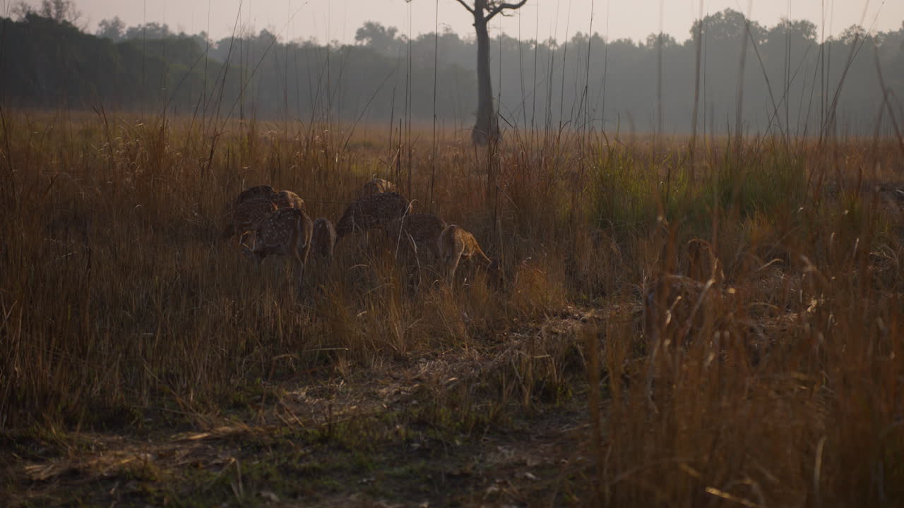 Herd of spotted deer foraging in sunlit Jim Corbett national park long grass at dusk