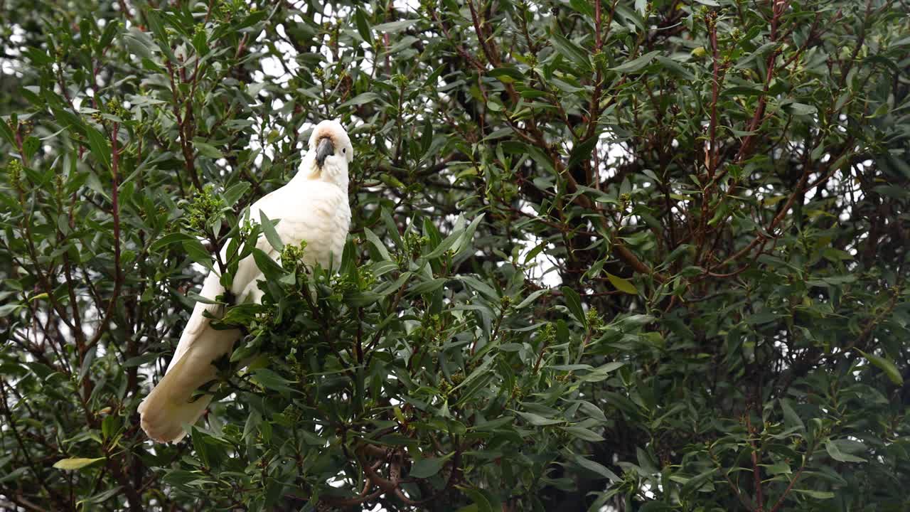 una cacatúa se sienta en una rama de hojas
