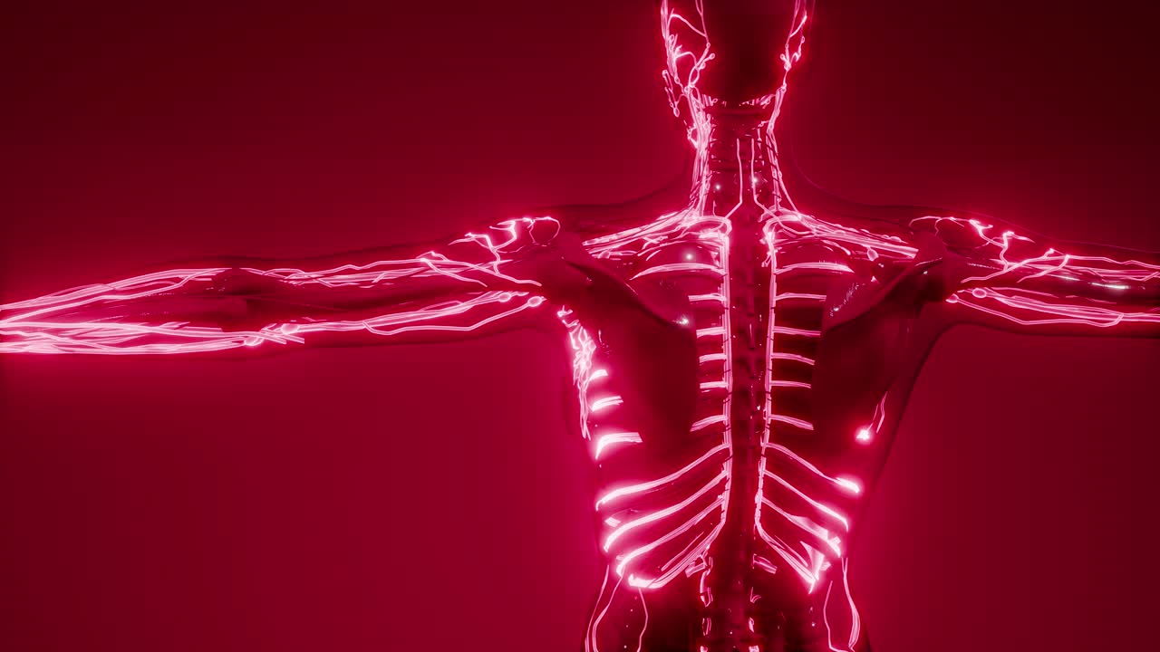 vasos sanguíneos del cuerpo humano