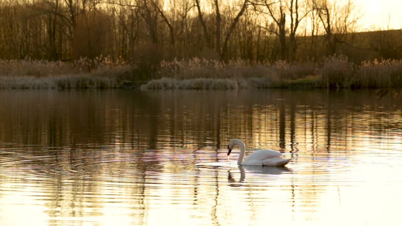 en smuk hvid svane, cygnus olor, svømmer alene i en sø ved træerne - bredt skud