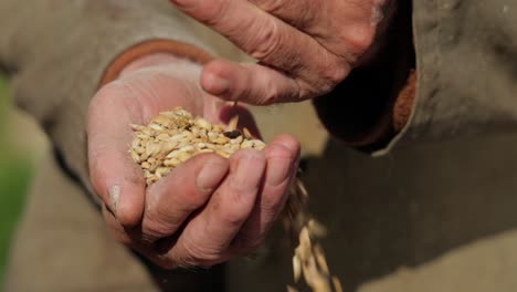 el agricultor inspecciona su cosecha con las manos sosteniendo semillas maduras de trigo.