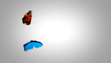 butterflies peacock and blue morpho menelaus playfully fly on a green background