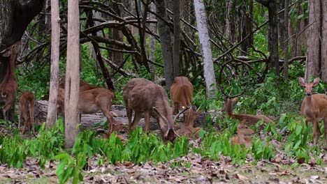 The-Eld's-Deer-is-an-Endangered-species-due-to-habitat-loss-and-hunting