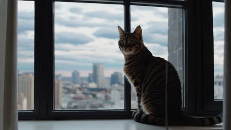 cat at window with city view