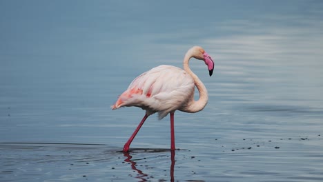 Close-Up-Flamingo-Walking-in-Lake-Water-in-Africa,-Flamingo-in-Water-in-Tanzania-at-Ngorongoro-Conservation-Area-in-Ndutu-National-Park,-African-Animals-on-a-Wildlife-Safari-of-Amazing-Nature