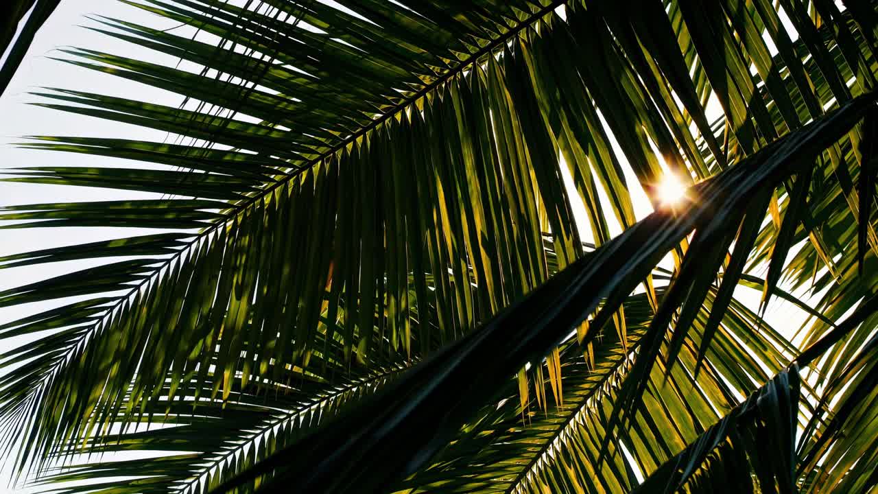 Low-angle video shot of sunlit palm leaves, capturing a tropical vibe with vibrant greens
