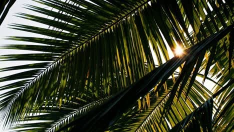 low-angle video shot of sunlit palm leaves, capturing a tropical vibe with vibrant greens