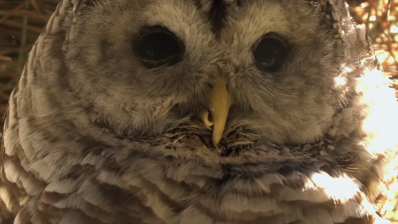 Closeup cute face of Barred Owl with damaged beak, nature portrait