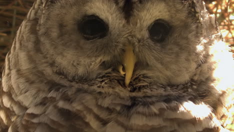 closeup cute face of barred owl with damaged beak, nature portrait