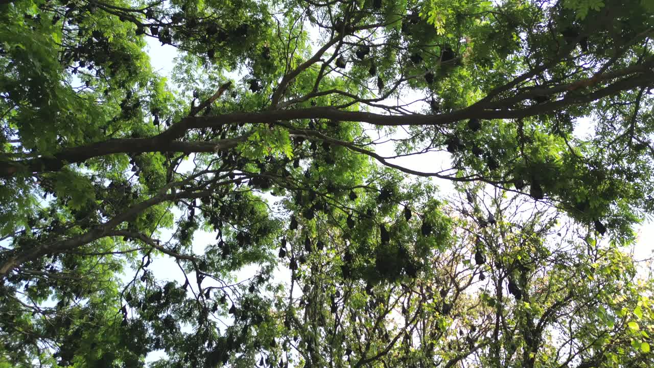 murciélagos de la fruta colgando de los árboles condujo vista en kolhapur