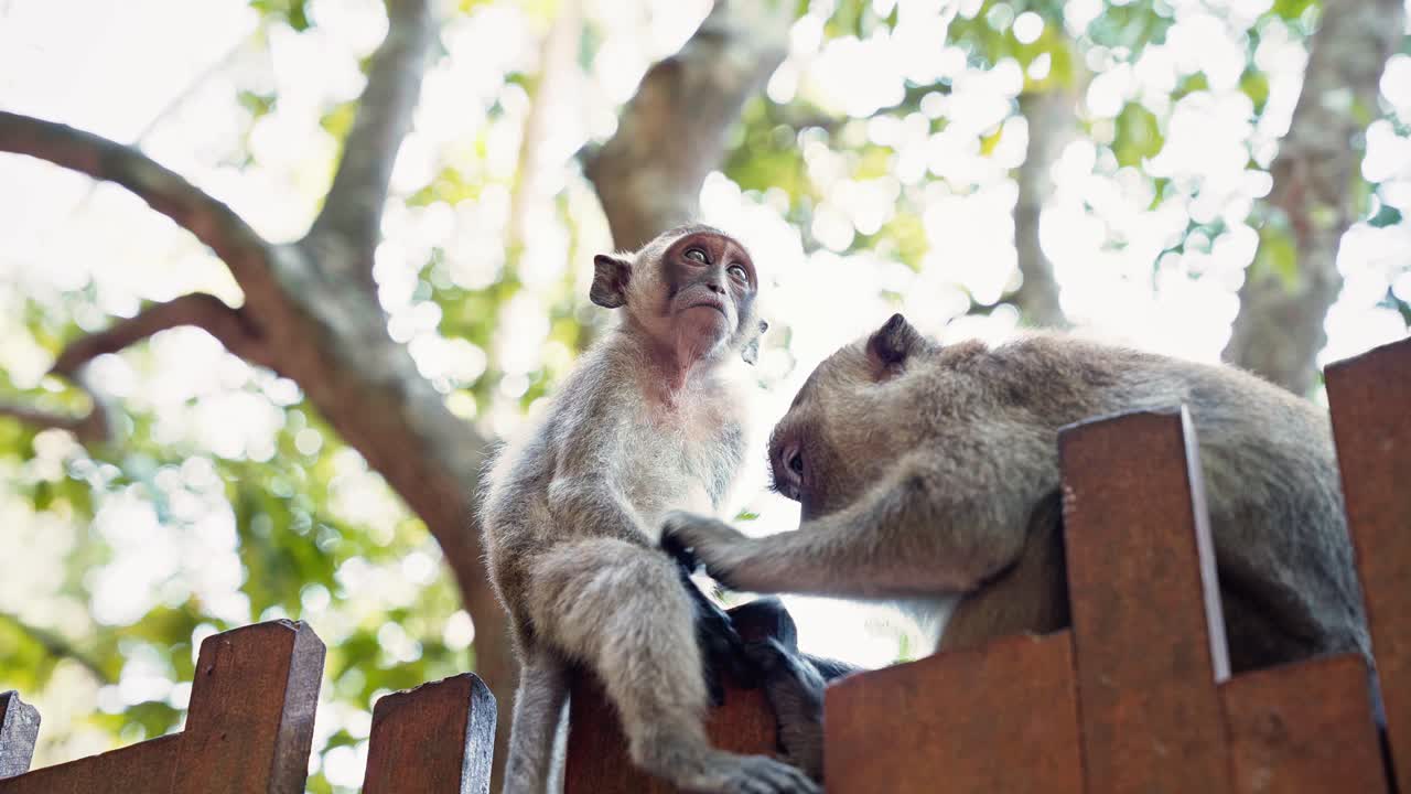 Close-up of a young crab-eating macaque, being groomed by an adult. Infant looks thoughtfully and look at the camera for a long time, sitting calmly on a wooden fence with forest in the background.