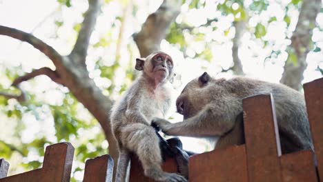 close-up of a young crab-eating macaque, being groomed by an adult. infant looks thoughtfully and look at the camera for a long time, sitting calmly on a wooden fence with forest in the background.