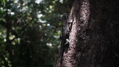 Lagarto-Salvaje-Especial-Sentado-En-Un-árbol-En-La-Selva-Tropical-De-Costa-Rica