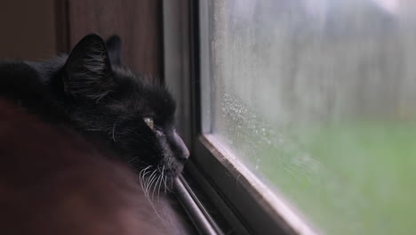 close-up of sleepy black cat with yellow eyes looking out of window