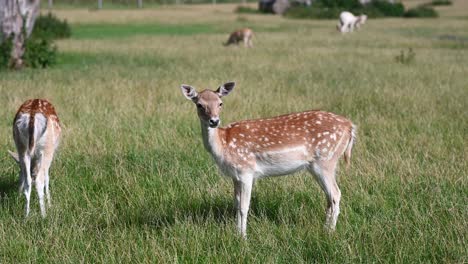 captura de pista de ciervos jóvenes del eje con puntos blancos pastando al aire libre en el campo en el desierto - sepcies chital