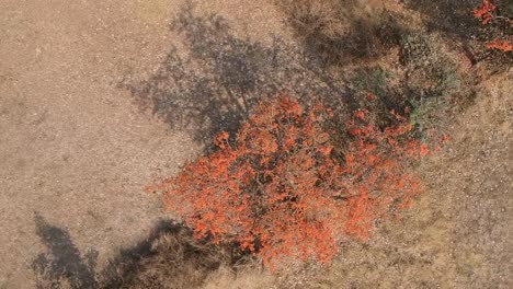 Imágenes-Aéreas-Del-árbol-De-Flor-De-Naranja-|-India