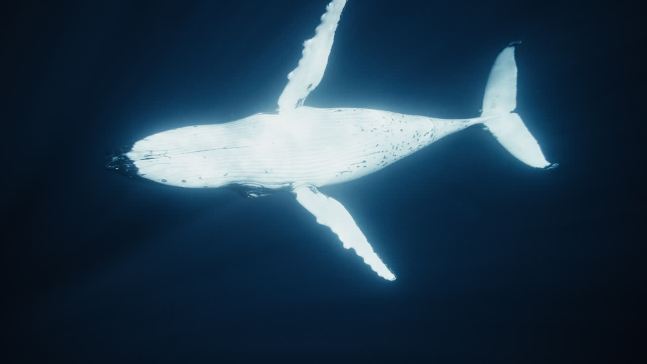 透明な海水に照らされ明るく輝くオスのザトウクジラの腹部、スローモーション。
