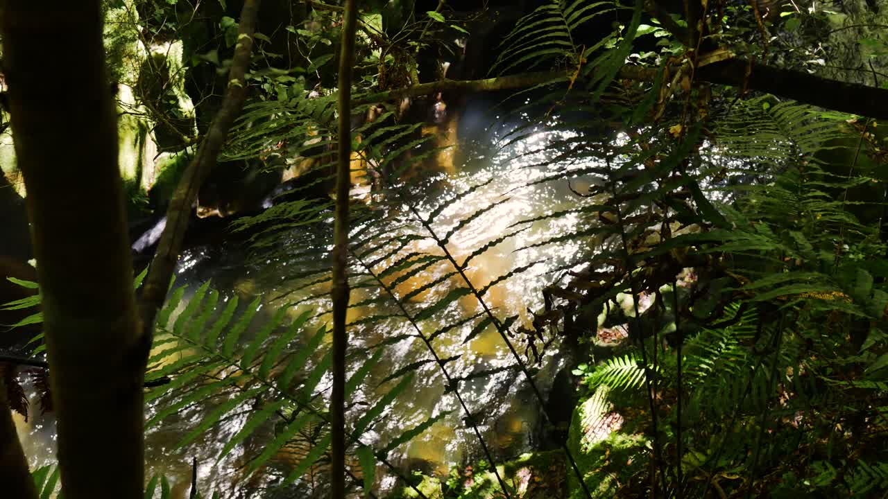 Tranquil flowing tropical river during sunny day during hike in deep rainforest of Whirinaki Conservation park in New Zealand