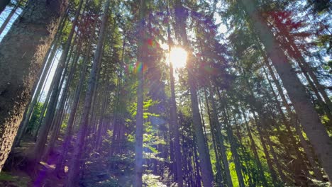 Sunlight through tall trees in a forest