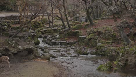 Nara-park-in-the-Rain,-Small-Stream-with-Deer-in-Japan