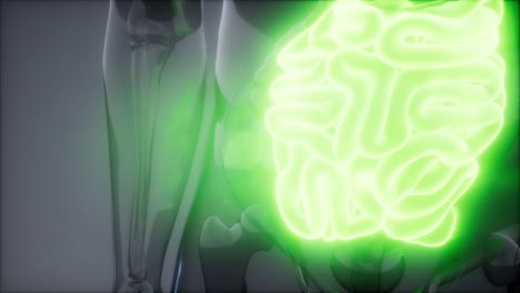 examen de radiología del intestino delgado humano