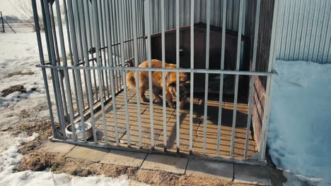 large brown dog walks in a metal cage