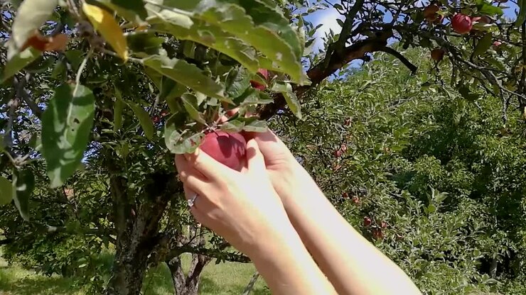 Donna che raccoglie una mela Red Delicious direttamente dall'albero in una splendida giornata autunnale di sole, STILL