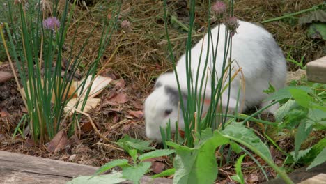 Ein-Entzückender-Weißer-Hase-Mit-Strahlenden-Augen-Schlendert-Durch-Einen-üppigen-Garten-Und-Genießt-Aromatische-Kräuter