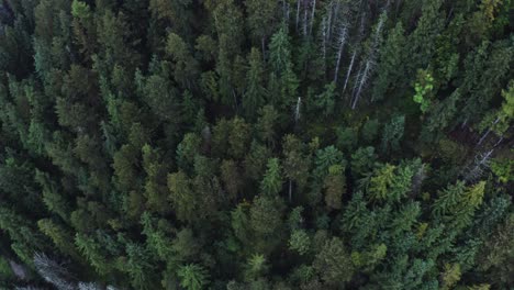 aerial view of a coniferous forest