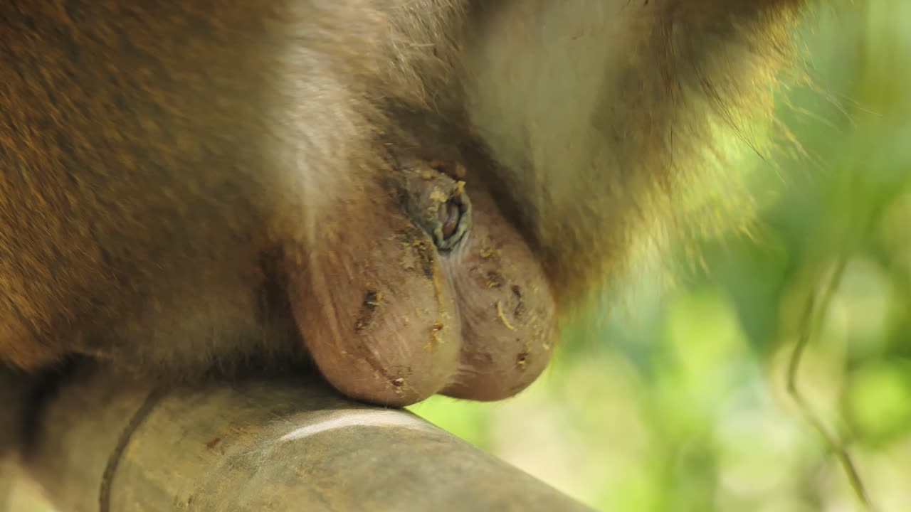 Detailed close shot of primate body revealing authentic wildlife condition