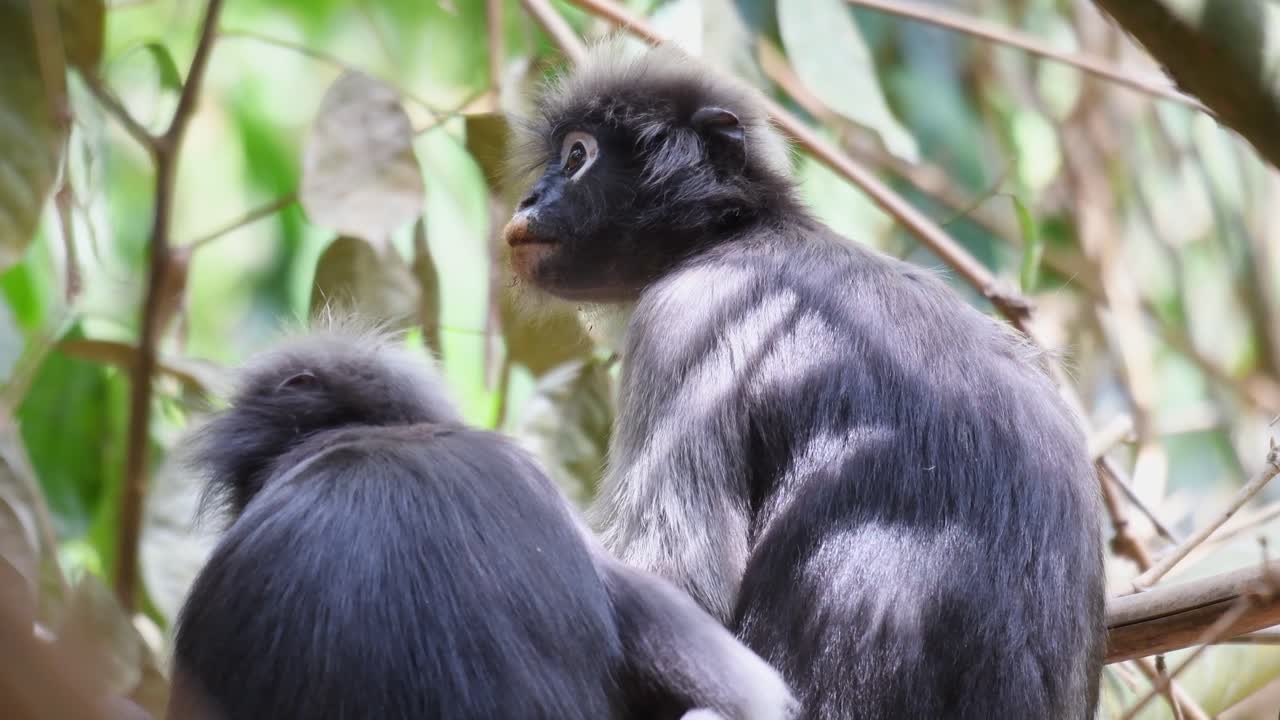 mono de hoja oscura, trachypithecus obscurus, imágenes de 4k