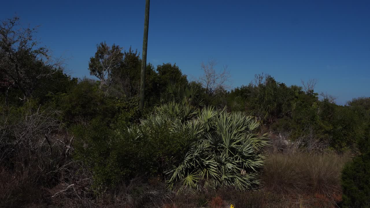 Un insieme di piccoli alberi con fogliame distinto l'uno dall'altro, con alberi verdi sullo sfondo sotto un cielo bluastro senza nuvole.
