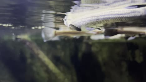 pez especial de cuatro ojos anableps anableps nada justo debajo de la superficie del agua y mira tanto por encima como por debajo del agua al mismo tiempo
