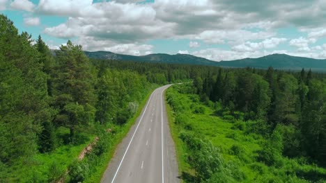 scenic forest road in summer