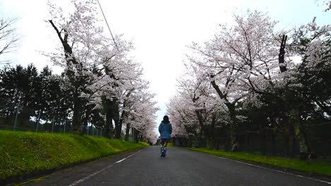 Plano-General-De-Una-Chica-Caminando-Hacia-La-Distancia-En-Un-Camino-Bordeado-De-Flores-De-Cerezo