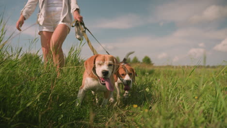 woman walking with her two happy dogs on leash in grassy field during sunny day, both dogs have tongues out, excitedly exploring the environment, with tall grass and distant trees in background