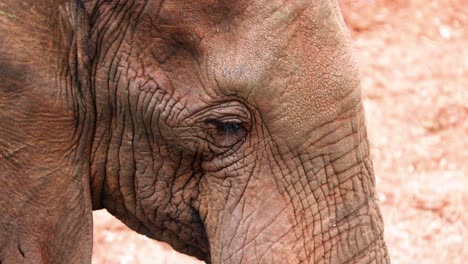 wrinkled skin of african savanna elephant's face in aberdare national park, kenya
