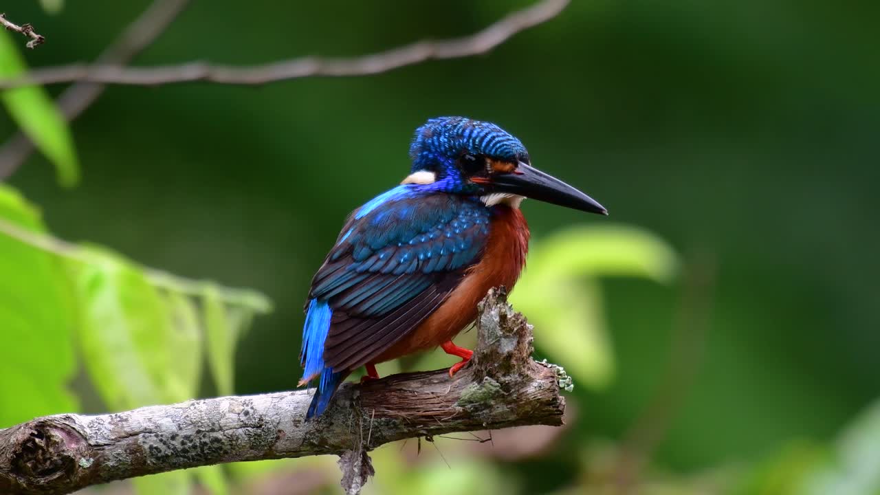 el martín pescador de orejas azules es un pequeño martín pescador que se encuentra en tailandia y es buscado por los fotógrafos de aves debido a sus hermosas orejas azules, ya que es una pequeña, linda y esponjosa bola de plumas azules de un pájaro