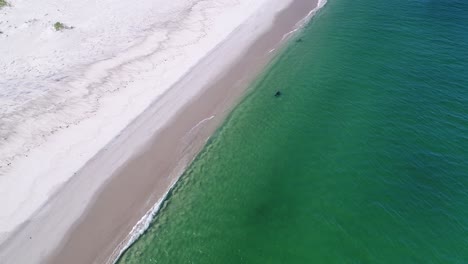 closer-and-more-vertical-stationary-aerial-view-of-three-seals-casually-swimming-in-clear-grean-water-along-the-coast-of-monomoy-island