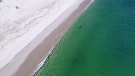 Vista-Aérea-Estacionaria-Más-Cercana-Y-Vertical-De-Tres-Focas-Nadando-Casualmente-En-Agua-Verde-Clara-A-Lo-Largo-De-La-Costa-De-La-Isla-Monomoy