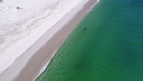 vista aérea estacionaria más cercana y vertical de tres focas nadando casualmente en agua verde clara a lo largo de la costa de la isla monomoy