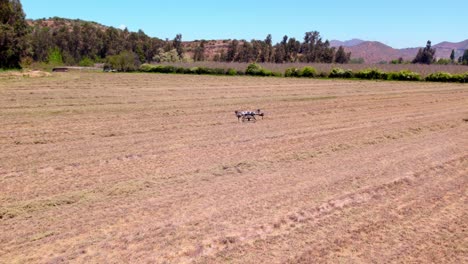 filming of an agricultural smart drone flying over a crop field, agro landscape, by itself, professional vehicle aircraft equipment