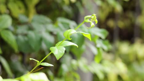 close-up of a leaf swaying gently