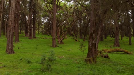 Ein-Grüner,-üppiger-Wald-An-Den-Hängen-Des-Mount-Kenia