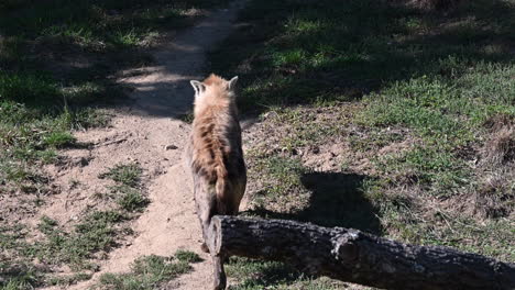 a-hyena-walks-on-dirt-and-grass-to-join-shadow,-african-mammal-in-a-zoo