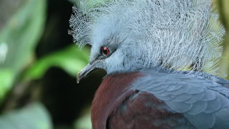 close up shot of southern crowned pigeon with beautiful blue crown