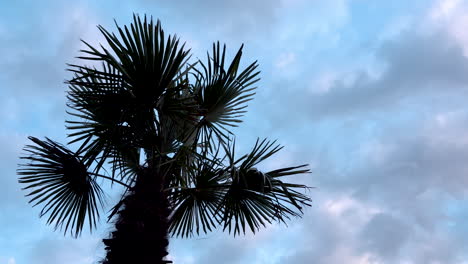 Silueta-De-Hojas-De-Palmera-Pequeña-Doblada-Por-El-Viento-Fuerte-Sobre-Nubes-Que-Pasan-Rápidamente