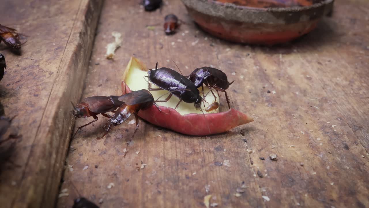 동양 바벌레 (blatta orientalis) 는 물벌레 (습한 지역에서 살기 때문에) 또는 검은 바벌래 (몸이 대부분 어기 때문에) 로도 알려져 있습니다.